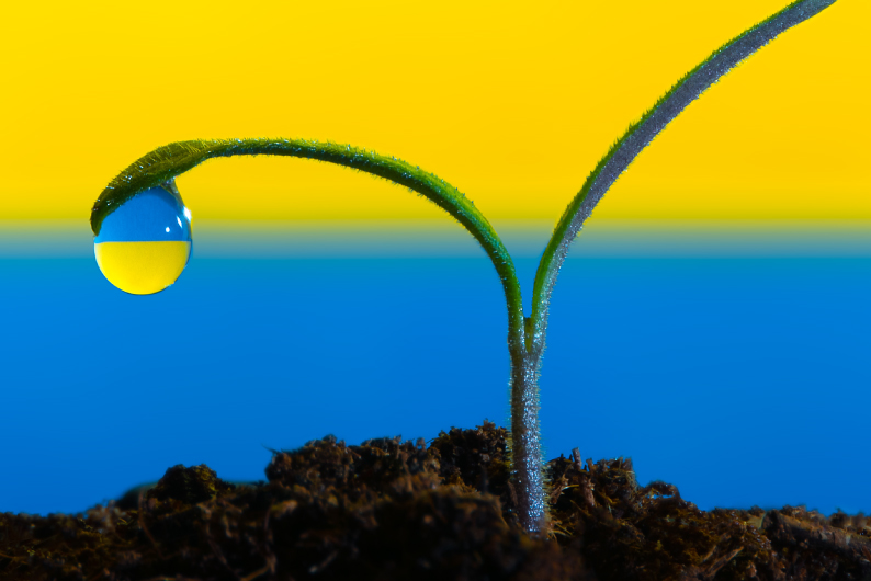 Iliustracijoje Ukrainos vėliavos spalvos (geltona ir mėlyna) ir augalo daigas su rasos lašiuku